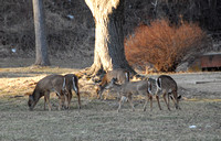Deer in Patapsco State Park