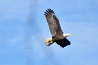 Bald Eagles at Wilde Lake
